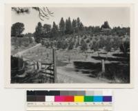 1 mile S of Peardale. Cultivated land (pear orchard) characteristic of the Sierra Nevada foothill region. Nevada County