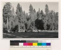 Conifer-hardwood type: mixed young-old growth. Assoc. spp.: Pinus ponderosa, Pseudotsuga taxifolia, Quercus kelloggii, Arbutus menziesii. (Air photo 127-64). Yuba County