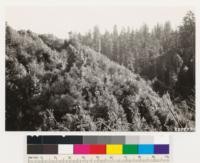 Ben Lomond Mts. San Vicente Creek drainage. Shows Ceanothus thyrsiflorus type on logged over redwood, in vicinity of Mt. View-Davenport power pole line