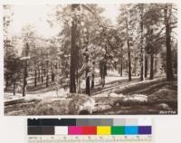 Better stands of Jeffrey pine near summit of Mt. Pinos