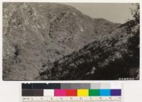 Characteristic chaparral of northeast and southwest slopes. Note dead stubs of fire killed scrub oak on northwest slope. Point in Haines Canyon-Sister Elsie Peak Trail