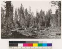 Sulphur Creek. Selectively logged private land. Ponderosa pine removed by tractor leaving reserved stand of Douglas fir, White fir, Incense cedar