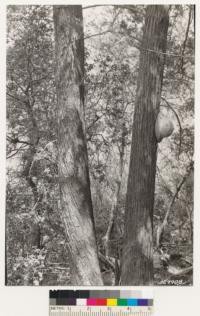 Four miles SW of Bald Mt. Cupressus sargentii var. duttonii. Interior of stand showing bark detail of trees. DBH 14" and 16", height 45'. Assoc. species: Arctostaphylos glauca, Quercus dumosa, Adenostoma fasciculatum