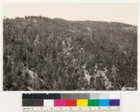 Looking southwest from point on Bear Camp trail. Shows sugar pine, white fir stands in north slope of Big Pine Mountain. Note Coulter pine and bigcone spruce at lower right