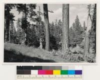 One and a half miles north of Jenkins Hill. Ponderosa pine, sugar pine, black oak type, with manzanita and grass as associated dominants. Poorly stocked, mixed growth, conifer stand. Site index 125. Assoc. spp.:Chamaebatia foliolosa. Mariposa County