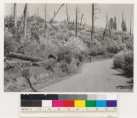 Omo Ranch road. Timberland chaparral resulting from fire in ponderosa pine type in 1925. Species: Ceanothus integerrimus, Ceanothus cuneatus, with some Arctostaphylos viscida and Chamaebatia foliolosa. El Dorado Co