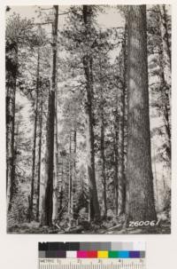 Mixed stands of yellow pine, sugar pine and Douglas fir along ridge between Cedar Camp and Dyer ranch