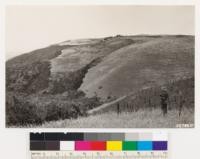 Looking northwest from point on Monte Bello ridge. Shows clearing in chamise site used for vineyard. Ceanothus sorediatus and Baccharis pilularis in left foreground