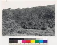 Mill Creek Canyon, 1/2 mile east of Mountain Home Creek. North exposure types of bigcone spruce, black and canyon live oaks and chaparral. San Bernardino County