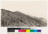 Brush recovery on the 1924 San Gabriel burn west of Devil Canyon. Shows the area included in Tujunga Plot #45