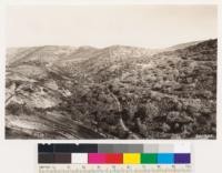 Temblor Range. Shows formation of Quercus dumosa (tree), Juniperus californica and Stenotopsis linearifolious interior. Occasional Ribes quercetorum. San Luis Obispo County