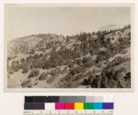 Looking N at SW slope of Pine Ridge. Woodland grass type. Trees: valley, blue, coast live oak and black oaks. Note ponderosa pine type on summit of ridge