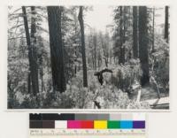 On ridge east of Sweetwater Creek 5 miles north of Sweetwater. Open stand of ponderosa pine-sugar pine type on site quality 150. Understory shrubs mainly Arctostaphylos mariposa. Mariposa County