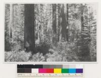 Near Ackerson Meadow. Old-growth yellow pine-sugar pine-white fir-incense cedar stands. Site Quality 200. Toulumne County