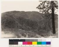 Looking south at north slope of Tabuco Canyon. Note woodland of Canyon oak and bigcone spruce type. Dense chaparral of Quercus wislizenii, Q. dumosa and Ceanothus spinosus palmeri. Coulter pine in foreground