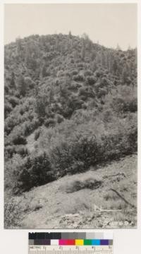 Near South Fork Rock Creek. Coulter pine-canyon live oak type. Los Angeles County