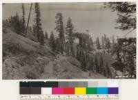 Lodgepole pine reproduction and parent trees in a field of chinquapin. East exposure at an elevation of 8800 feet