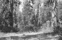 Beside road to Hearst Ranch about 5 miles SE of McCloud. Young growth-old growth saw timber stand of old Ponderosa pines and young white firs, ponderosa pines , Douglas firs and Incense cedars. Site 175-200. Assoc. sp.: Arctostaphylos patula