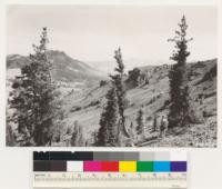 Truckee Quadrangle, California . Tahoe National Forest. Looking south Pinus monticola on either side of Tsuga mertensiana in sub-alpine type. Anderson Peak on left in middle distance, Needle Peak on skyline