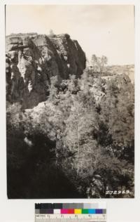 Pinnacles National Monument. Woodland trees are Quercus douglasii, Q. agrifolia, Digger pine, Aesculus californica, Prunus ilicifolia, Photinia arbutifolia and Rhamnus crocea var. ilicifolia