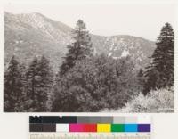 Tehachapi Mts. Shows formation in foreground of white fir and canyon live oak; associated chaparral shrubs: Cornus californica, Ceanothus greggii, Arctostaphylos parryana. Chaparral on slope in background: Quercus chrysolepis nana, Quercus wislizenii frutescens, Ceanothus greggii and Arctostaphylos parryana. Kern Co