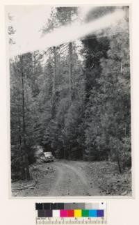 1/2 mile south of Zenia guard station. 321 stand of ponderosa pine-Douglas fir. Assoc. spp.: Libocedrus decurrens, Abies concolor, Quercus kelloggii. Trinity County