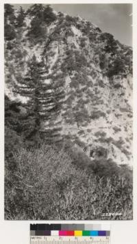 Cercocarpus betuloides coming in on barren face of rock. Isolated bigcone spruce also to be seen growing in crevices. Plot # 31 Tujunga sheet