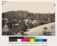 Remnant Ponderosa pine particularily noticeable in French-town cementery. Surrounding woodland consists of interior live oak, douglas oak and Digger pine. Site Index 60