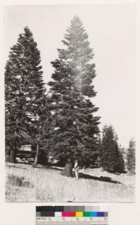 Carson Quadrangle, Nevada. Tahoe National Forest. Abies magnifica second growth on Mt. Rose