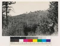 Deforested land. Quercus wislizenii frutescens, Ceanothus cuneatus, Photinia arbutifolia with scattered Pinus ponderosa. (Air photo 127-60)