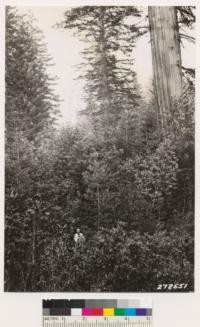 Close up view of large redwood shown in No. 272549. Shows dense understory of hardwoods and shrubs in the sugar pine -redwood Douglas fir type