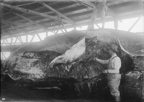 Photograph of Moss Landing Whaling Station Employee Peeling Blubber