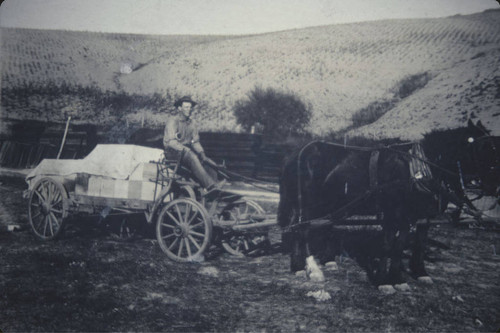 Photograph of Harry Totten Hauling Boxes of Apricots