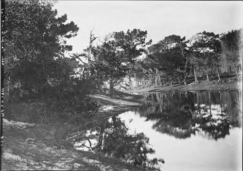 Majella Lake, Pebble Beach