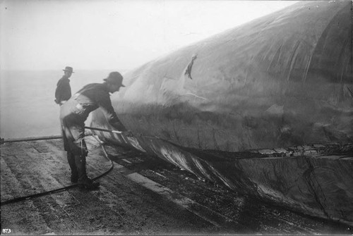 Photograph of Moss Landing Whaling Station Employee Slicing Whale Blubber