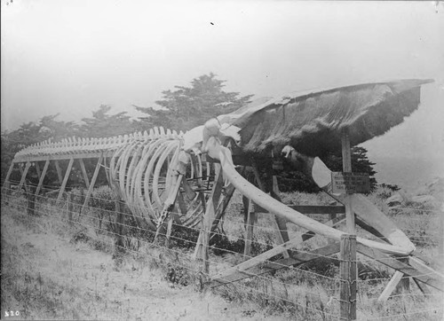 Photograph of a Whale Skeleton