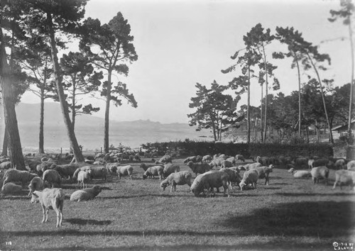 Photograph Of Sheep Grazing at Pebble Beach