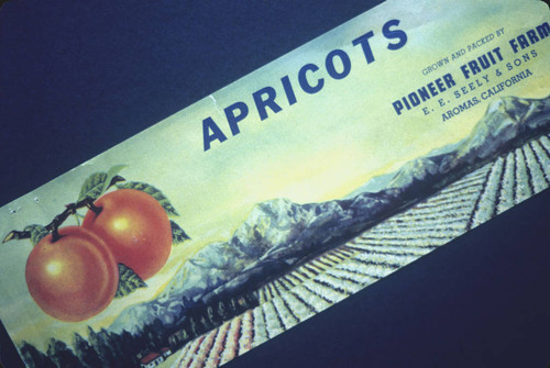 Photograph of Apricot crate label, ""Apricots, Grown and Packed by Pioneer Fruit Farm, E.E. Seely and Sons