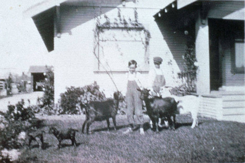 Photograph of the Gribble boys with pet goats