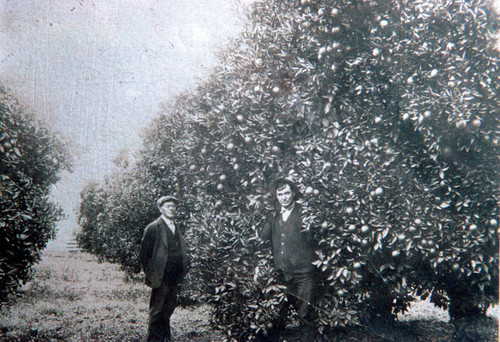 Photograph of orchards on Hellman Ranch