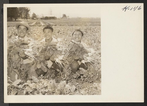 Shown left to right are Jimmy Uchiyama, and his two cousins, Leo and Robert Uchiyama, on the vegetable farm of