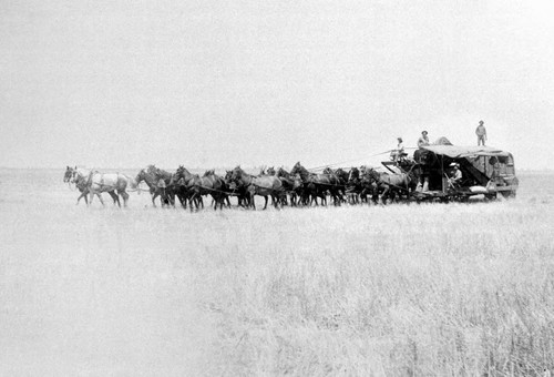 Team of mules on Nelson Ranch pulling combine