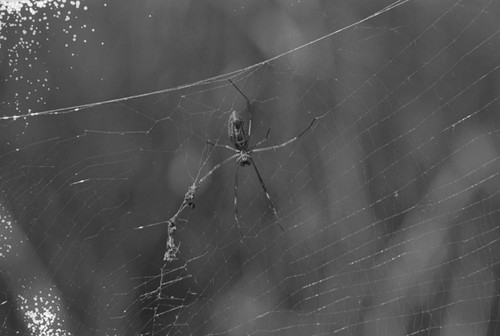 A spider on its web, Isla de Salamanca, Colombia, 1977