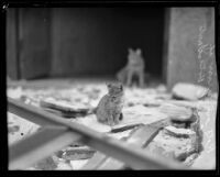 Cats at rubble-strewn doorway at the Hotel Carrillo after the earthquake, Santa Barbara, 1925