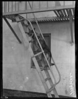 German shepherd Monee climbing fire escape ladder, Hollywood, Dec. 10, 1929