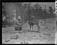 Alfred Alcorn and Goat the deer, Los Angeles, 1936