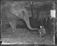 Young boy named Peter Duart feeds Agatha the elephant, Los Angeles, 1936