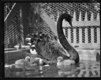 Black swan and cygnets, Bernheimer Gardens, Pacific Palisades, 1938