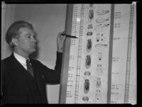 Dr. Calvin B. Bridges with his chart of flies, Los Angeles County, 1932-1935