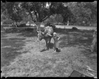 Tommy Reed with a cow, Los Angeles County, 1935